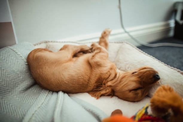 A golden retriever puppy named Buddy sleeping flat on his back with paws up in a belly-up position, showing total trust.