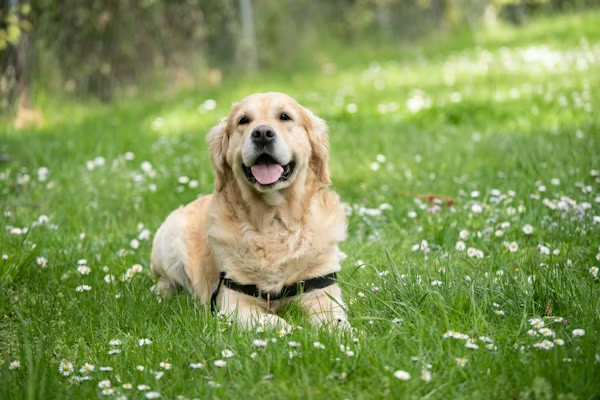 Can Dogs Eat Grapes? How My Dog’s Instinct Saved Him From Poisoning
