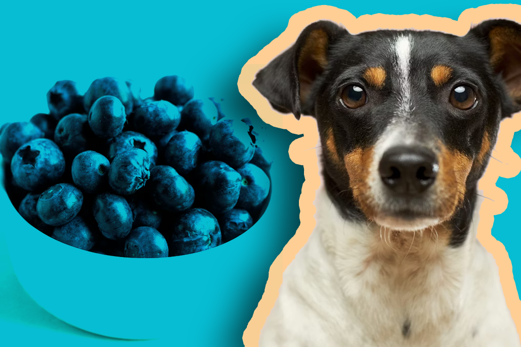 A happy dog looking at a bowl of fresh blueberries, exploring healthy and natural snacks for pets