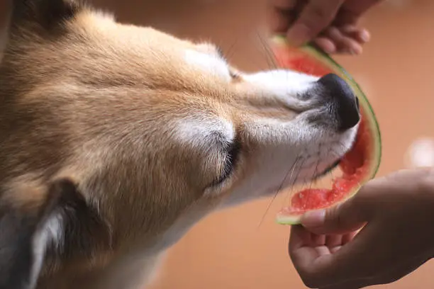 A close-up of a dog gently eating a seedless watermelon slice held by its owner, showing safe way to feed watermelon flesh.