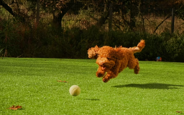 A happy brown dog running on a green lawn, representing the importance of keeping community grass areas safe from toxic food waste.