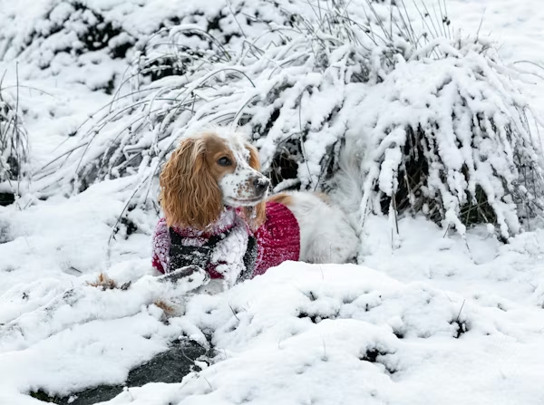 A small dog wearing a red warm winter jacket sitting in deep snow in Toronto, showing how to protect pets from freezing temperatures.