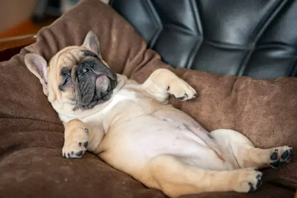 A cute dog sleeping on its back in a 'belly-up' pose on a brown bed, showing total trust and relaxation.