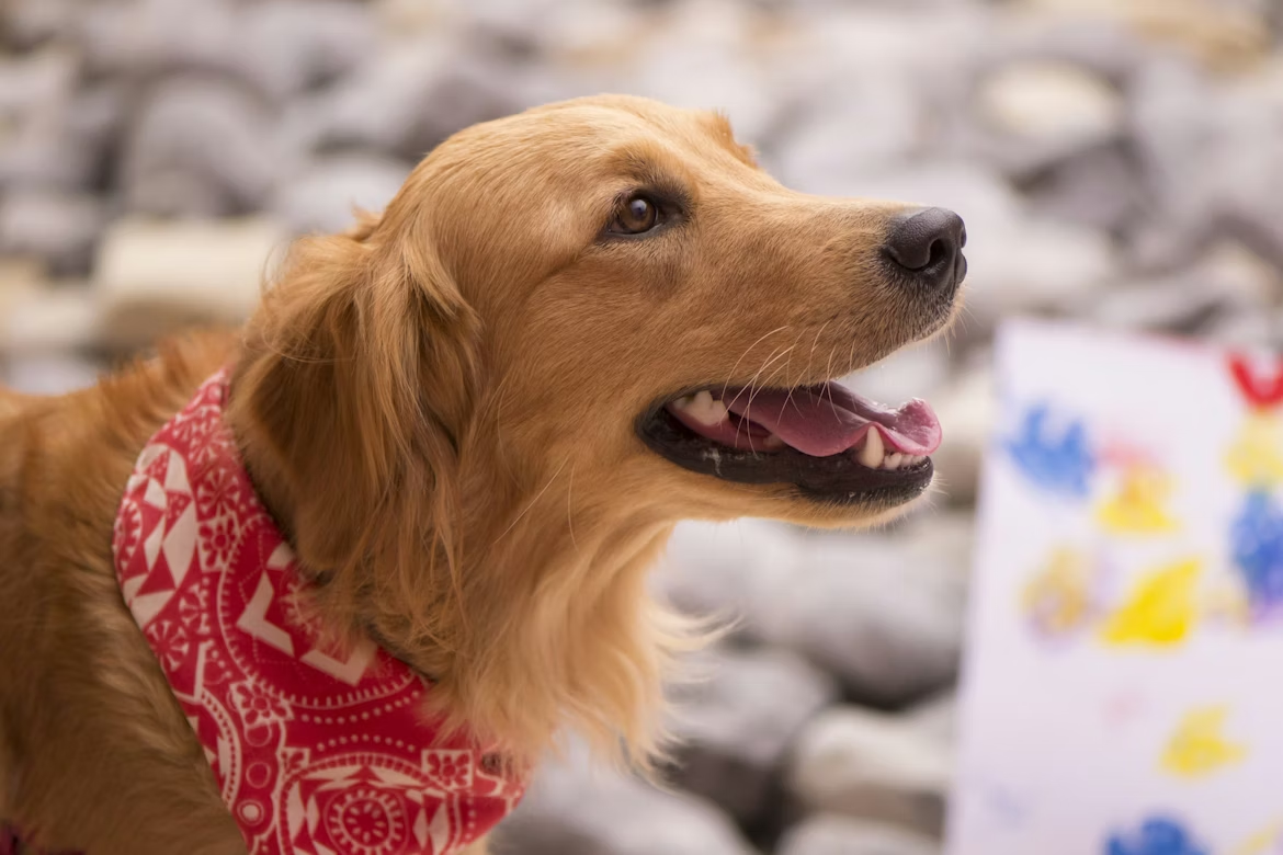 Can Dogs Eat Boiled Eggs? Here’s What I Learned During Our Walk Today.