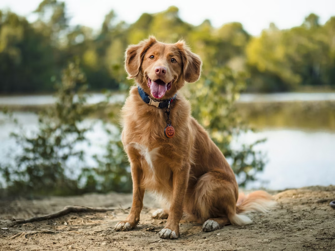 Can Dogs Eat Garlic Sausage? The Hidden Dangers Every Owner Should Know