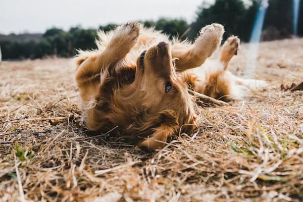 Buddy the dog rolling happily on the dry grass in Toronto, showing the energy boost from healthy fruit snacks like strawberries.