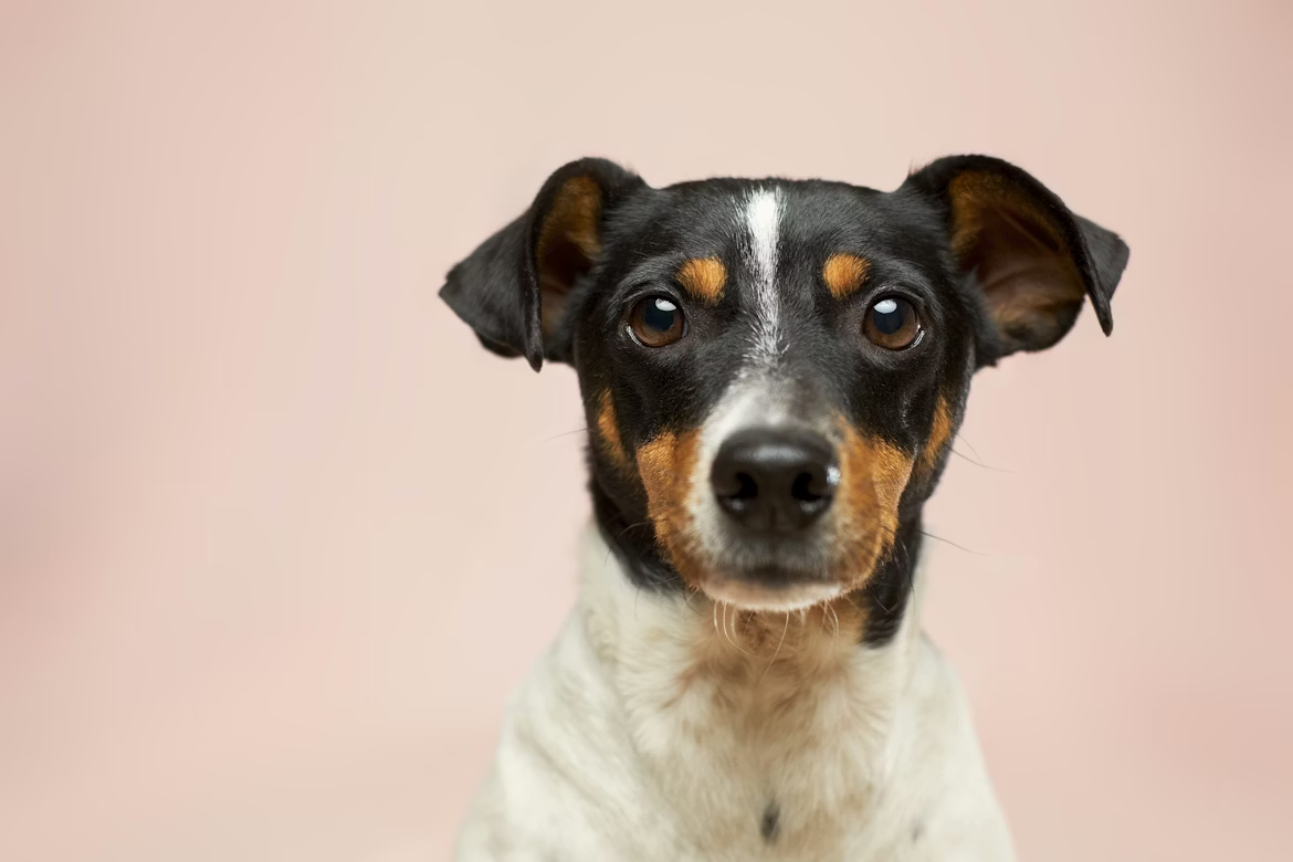 Is Peanut Butter Safe for Dogs? The Xylitol Danger You Need to Know